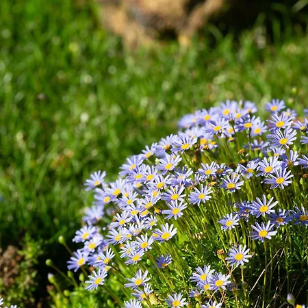 Bauernhof Reinado De Dom Dinis Dornes