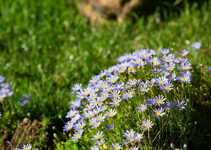 Gospodarstwo agroturystyczne Reinado De Dom Dinis Dornes